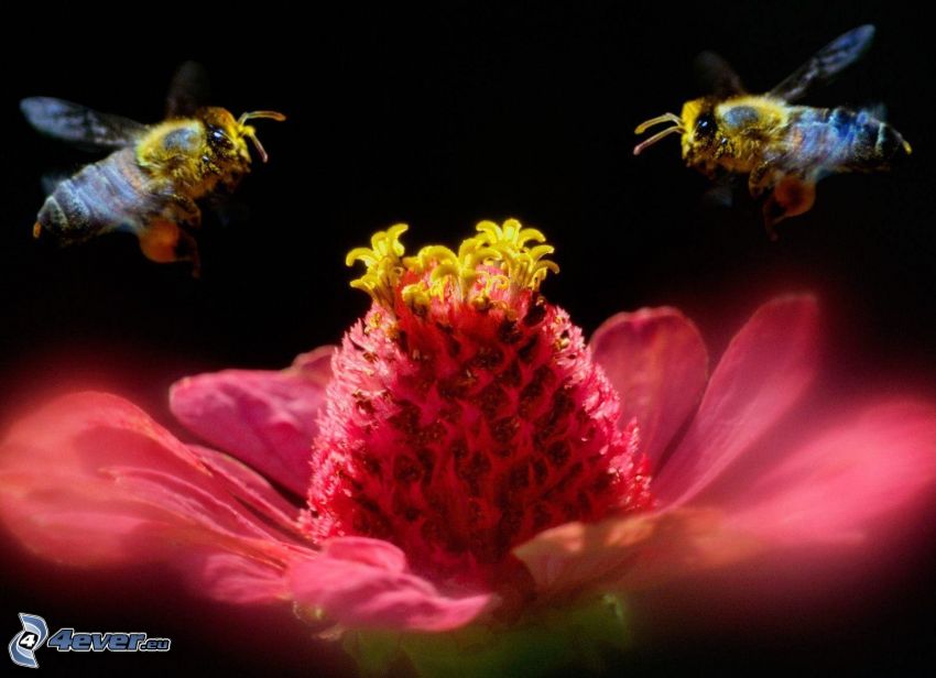méhek, rózsaszín virág