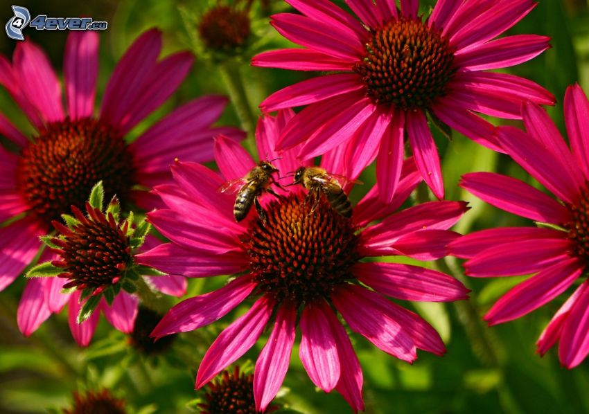 méhek, rózsaszín virágok