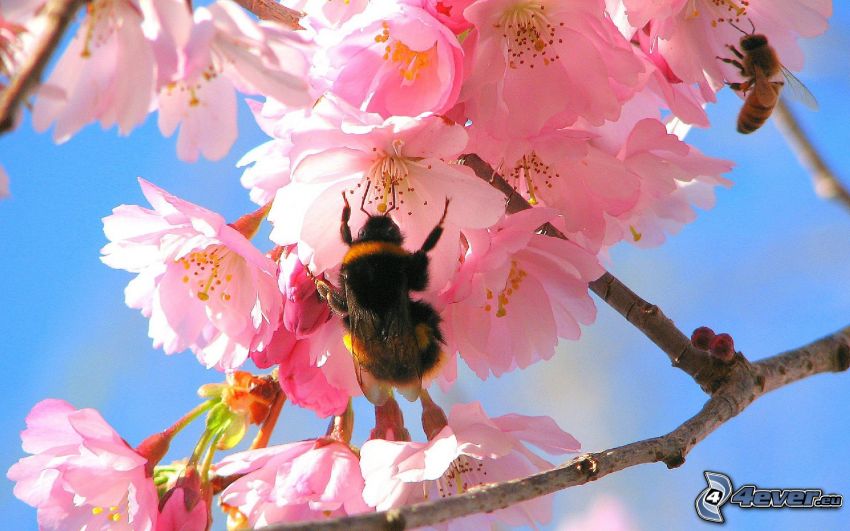 méhek, virágzó cseresznye