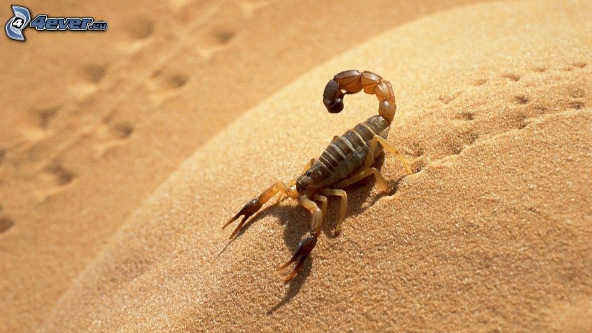 skorpió, homok