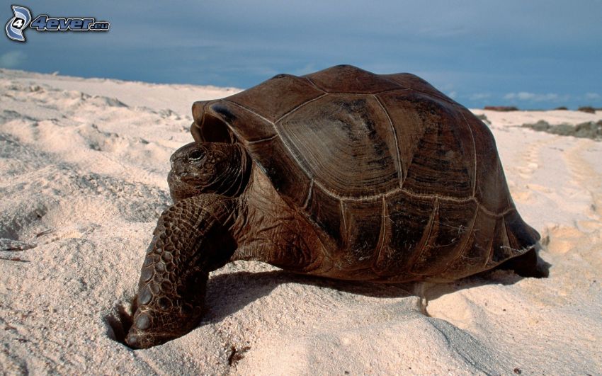 teknősbéka, homokos tengerpart
