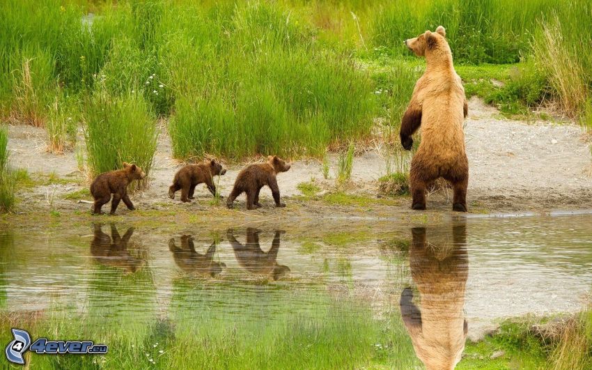 barna medvék, fészekalja, patak, zöld fű