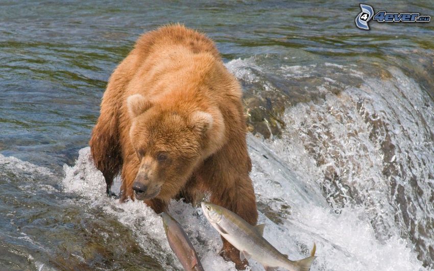 barnamedve, halak, vadászat, vízesés