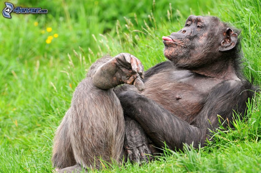 csimpánz, kiöltött nyelv, fű, pihenés