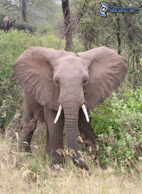 elefánt, erdő