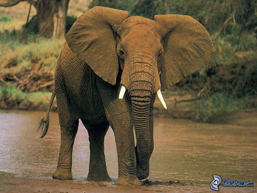 elefánt, folyó