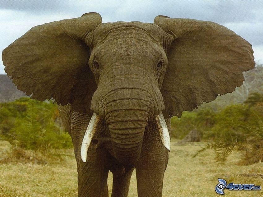 elefánt, fülek
