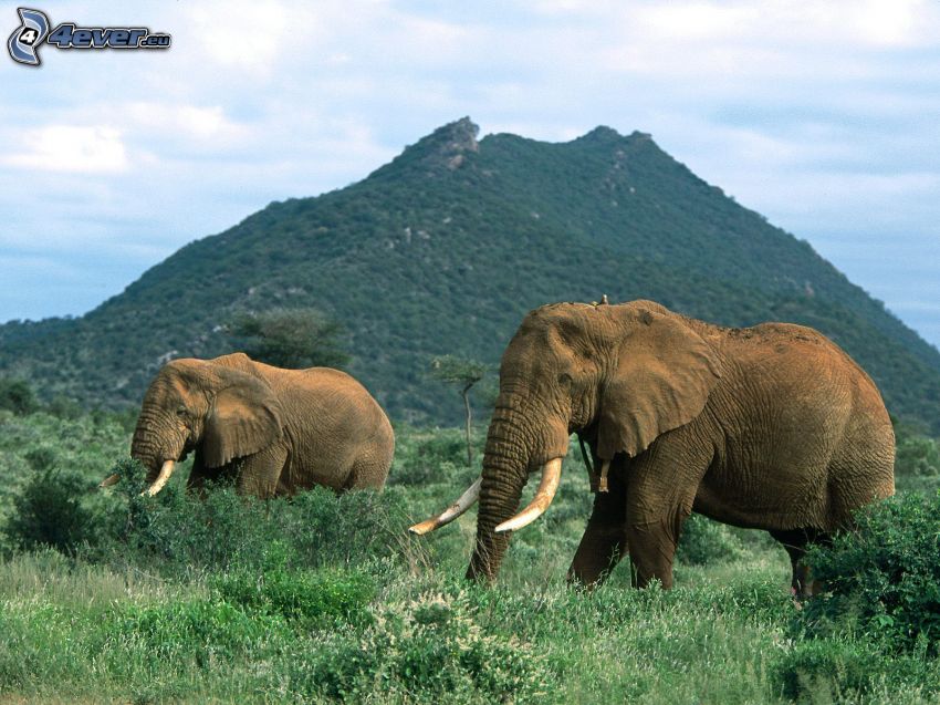 elefántok, domb