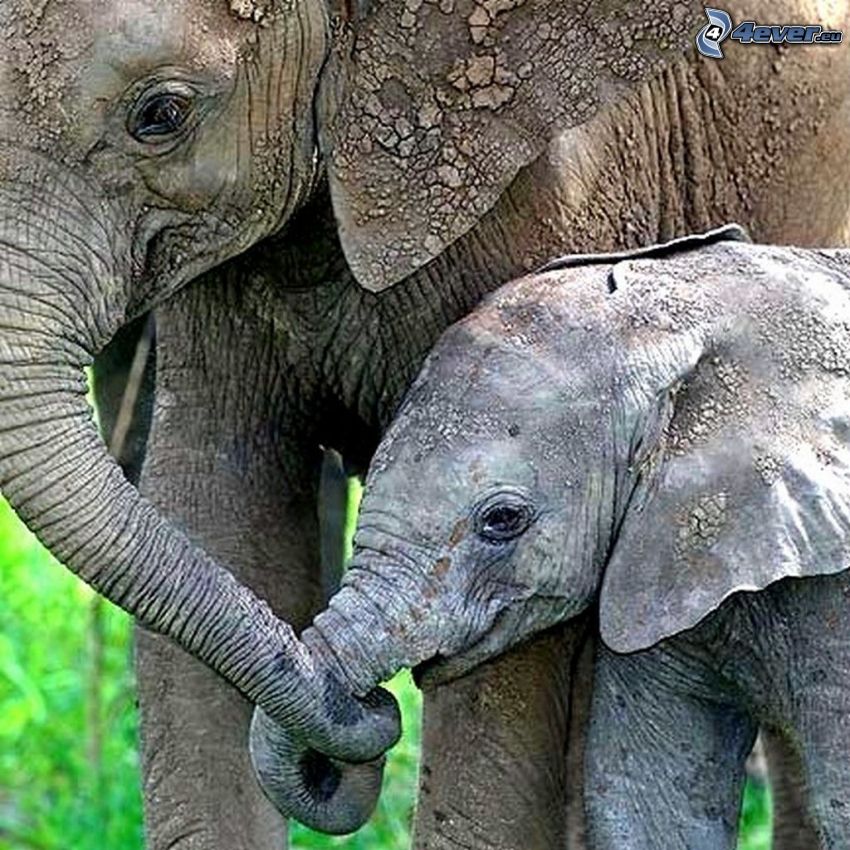 elefántok, kiselefánt