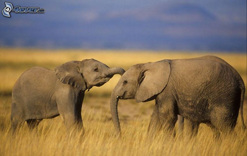 elefántok, mező