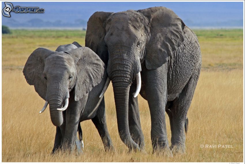 elefántok, mező