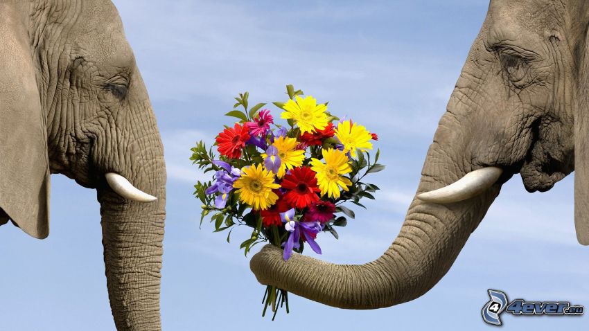 elefántok, ormányok, virágcsokor