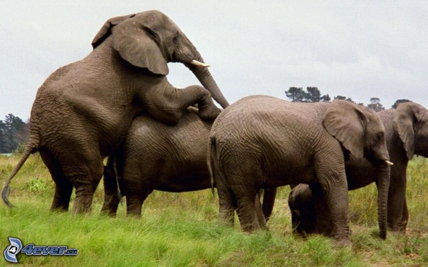 elefántok, párzás