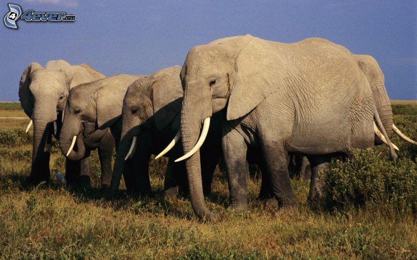 elefántok, száraz fű