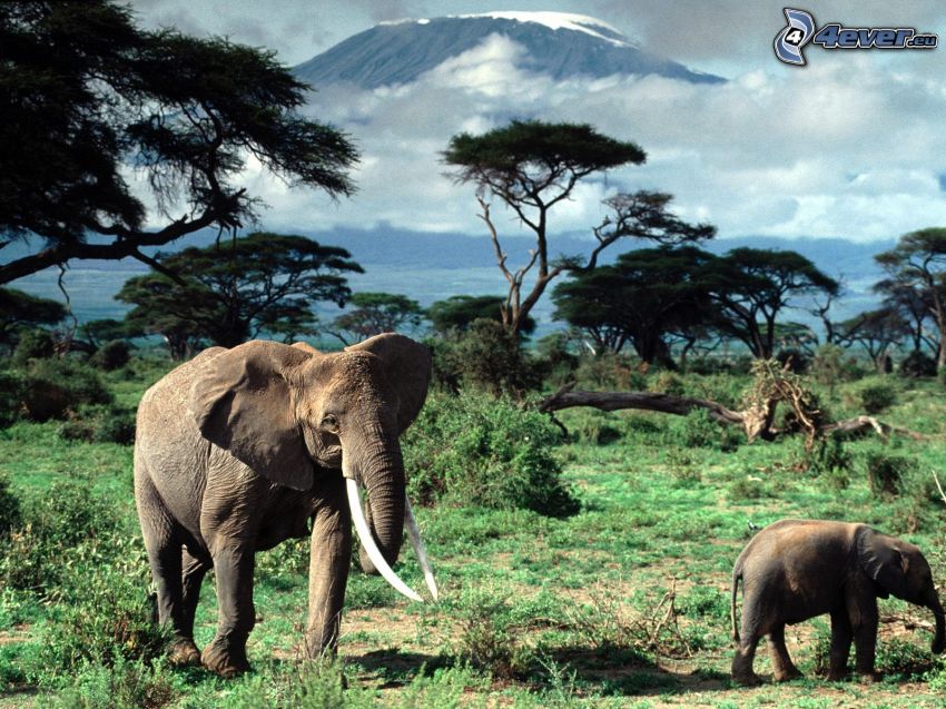 elefántok, szavanna, fák, Kilimandzsáró
