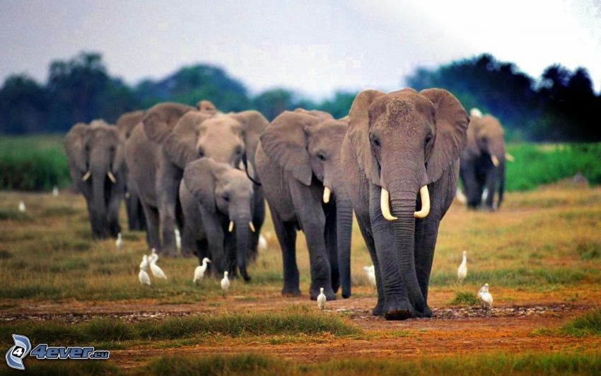 elefántok, szavanna