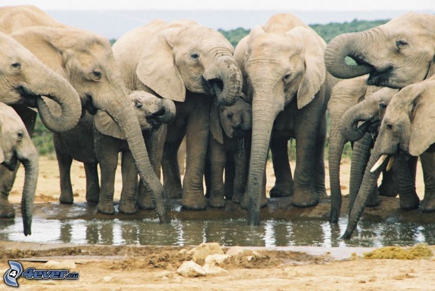 elefántok, tócsa