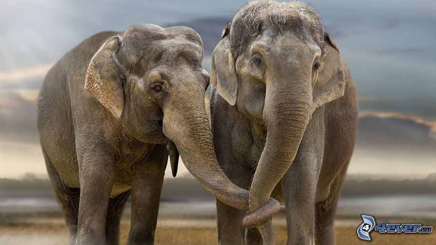 elefántok