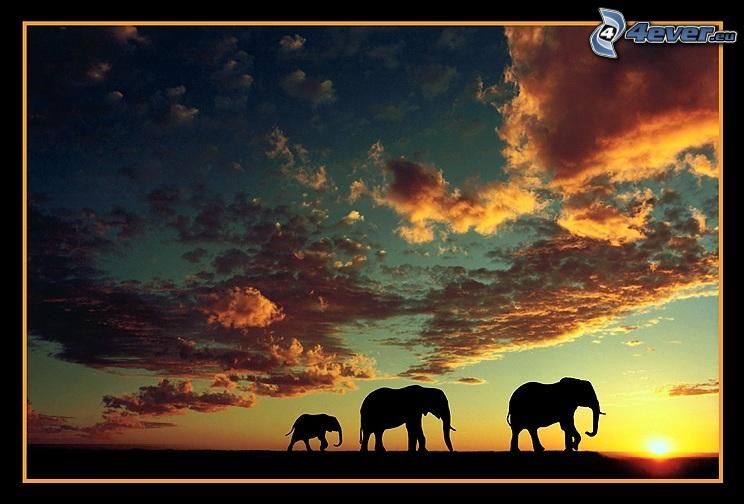 elefántok sziluettjei, naplemente a szavannán, Afrika, felhők