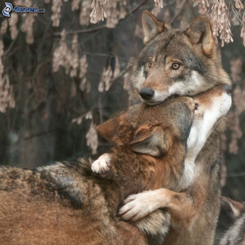 farkas és nősténye, ölelés