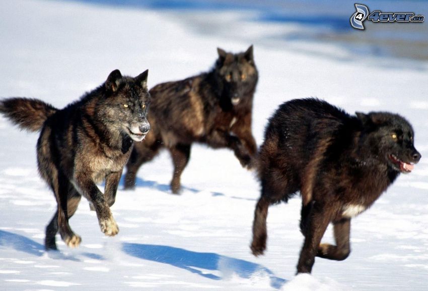 farkasok, futás, hó