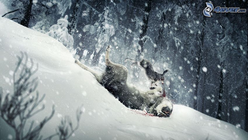 farkasok, lejtő, hó