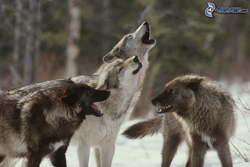 farkasok, üvöltés, hó