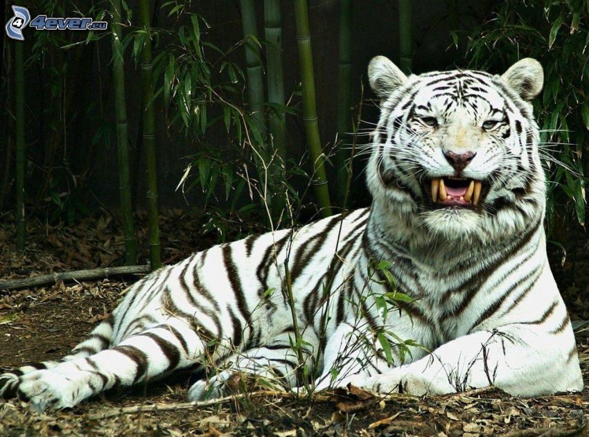 fehér tigris, agyarak, bambusz erdő