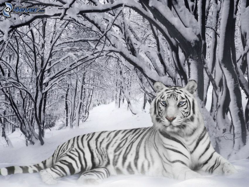 fehér tigris, hó, havas fák