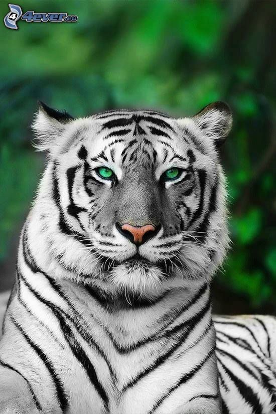 fehér tigris
