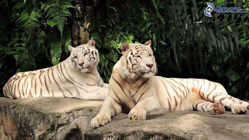 fehér tigrisek