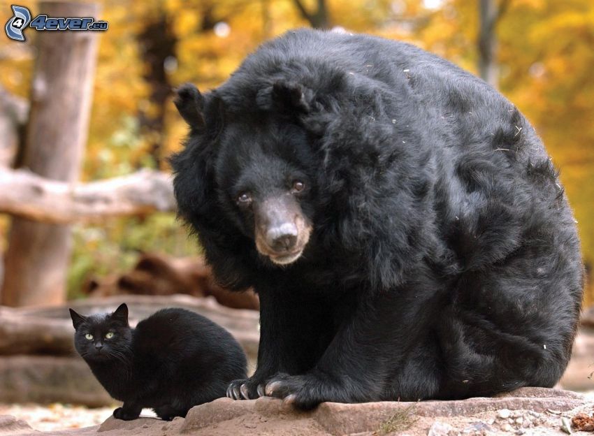 fekete medve, fekete macska