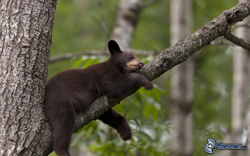 fekete medve, kölyök, ág, alvás