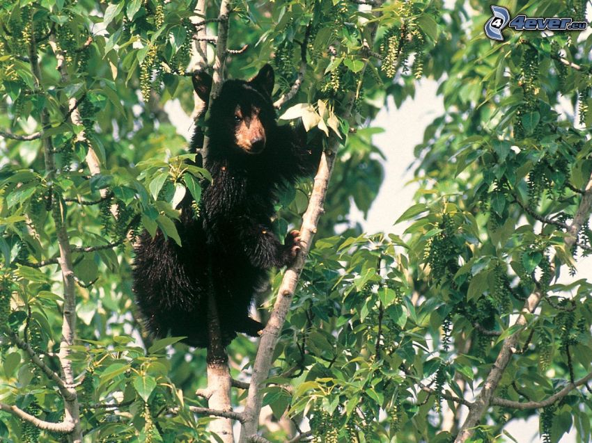 fekete medve, kölyök, fa