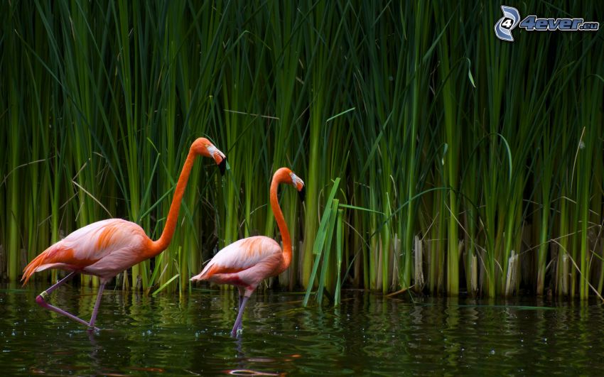 flamingók, víz, magas fű