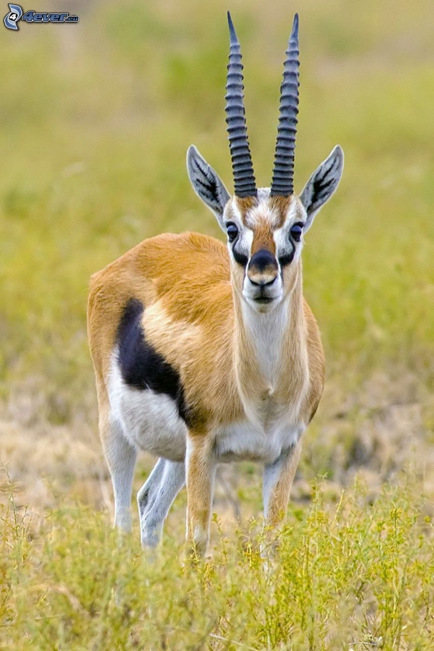 gazella