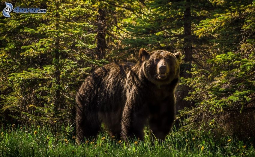 grizzly medve, erdő