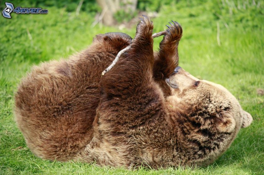 grizzly medve, fa, játék