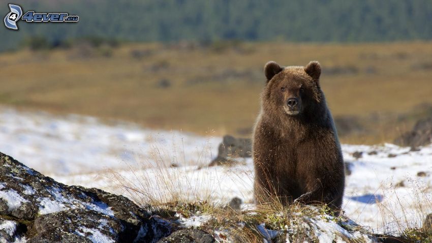 grizzly medve, hó