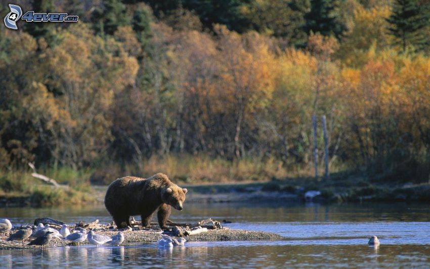 grizzly medve, patak, sirályok, őszi fák