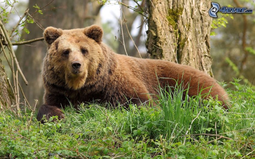 grizzly medve, zöld fű