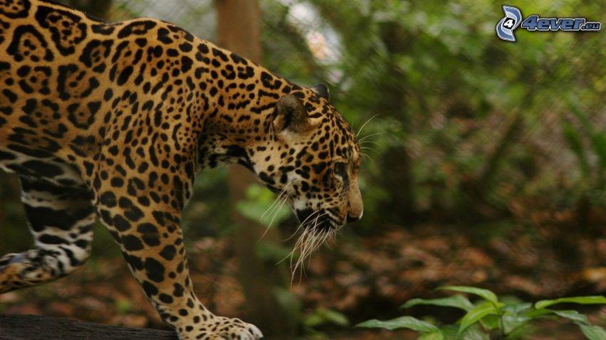 jaguár