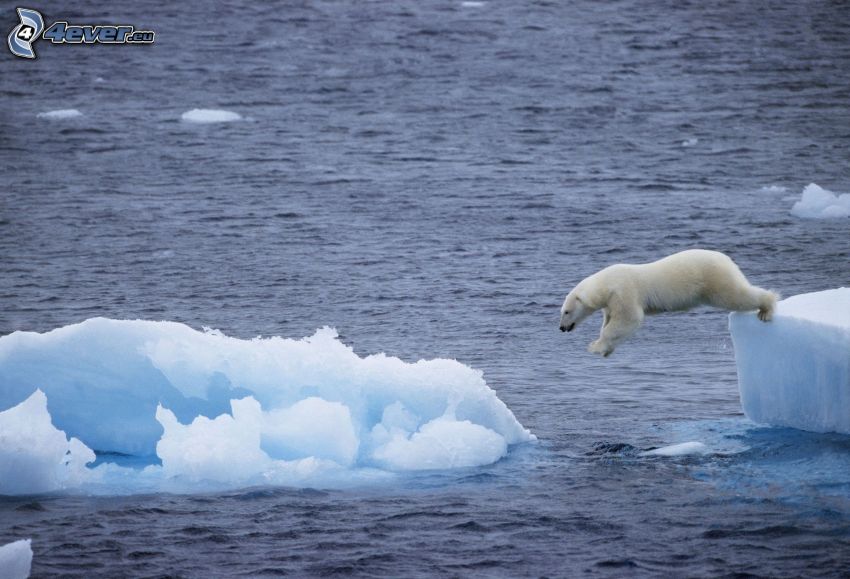 jegesmedve, ugrás, jégtáblák, Jeges-tenger