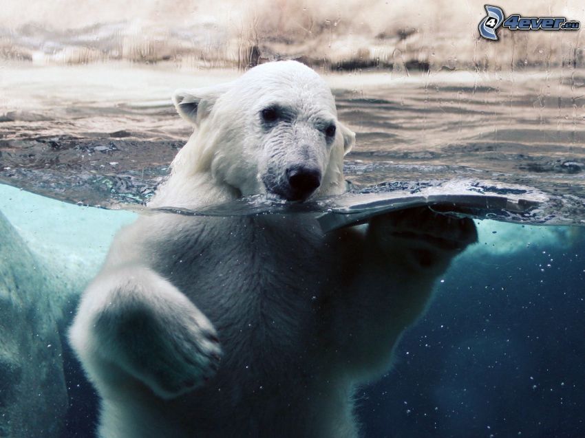 jegesmedve a vízben