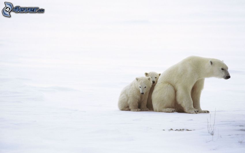 jegesmedvék, fészekalja, hó
