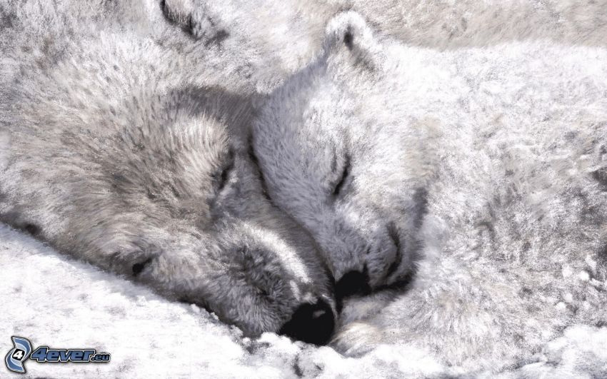 jegesmedvék, kölyök, alvás