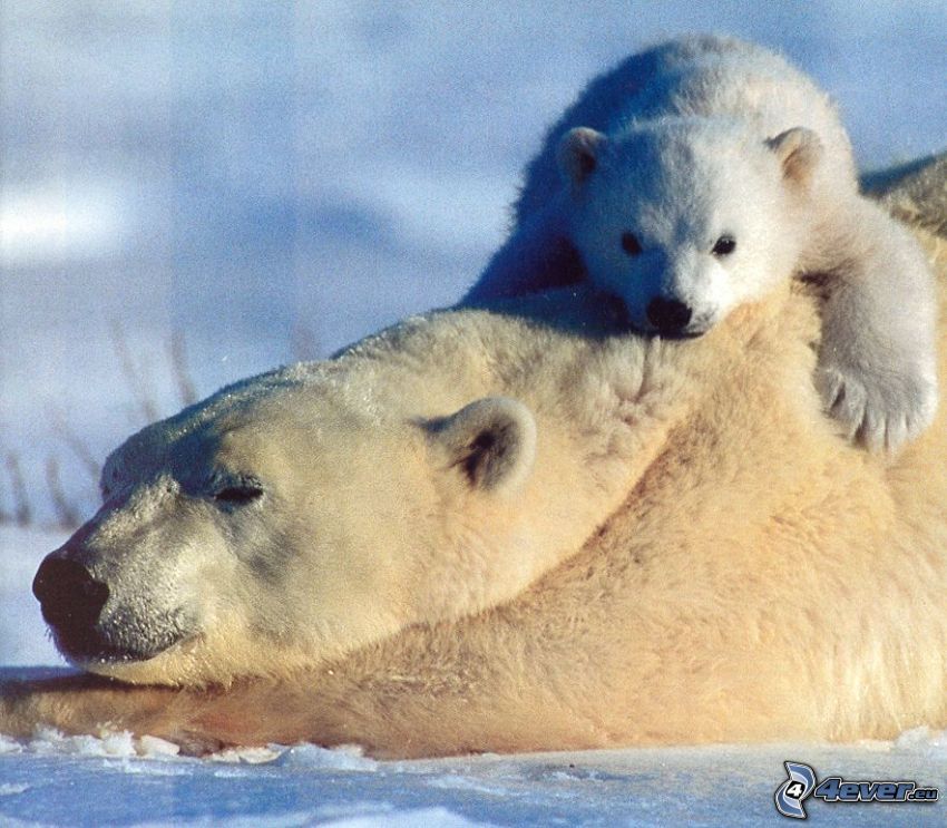 jegesmedvék, kölyök, hó