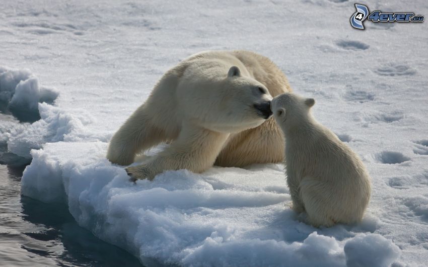 jegesmedvék, kölyök, hó