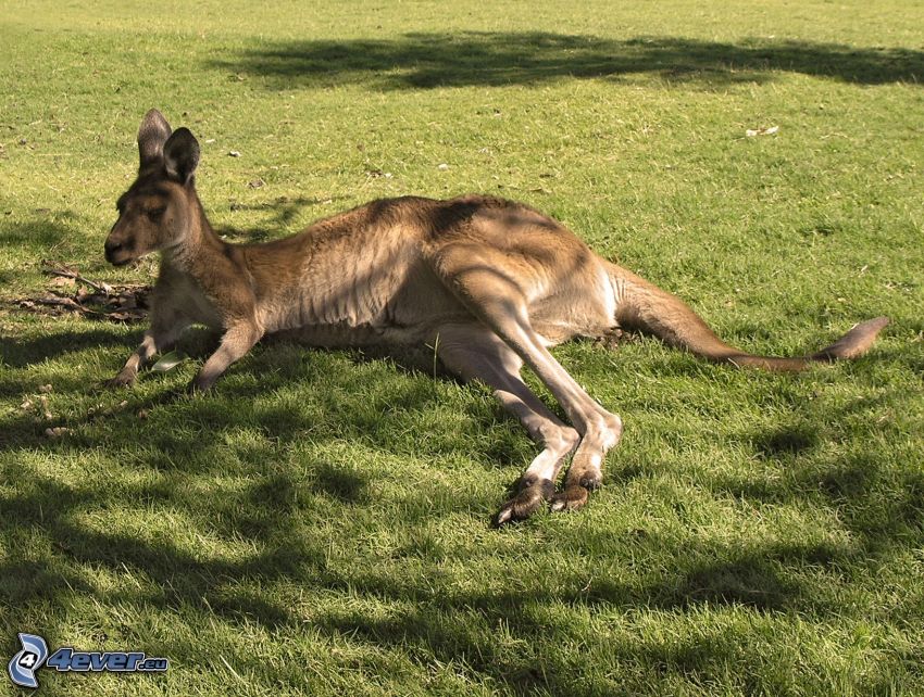 kenguru, fű, pihenés