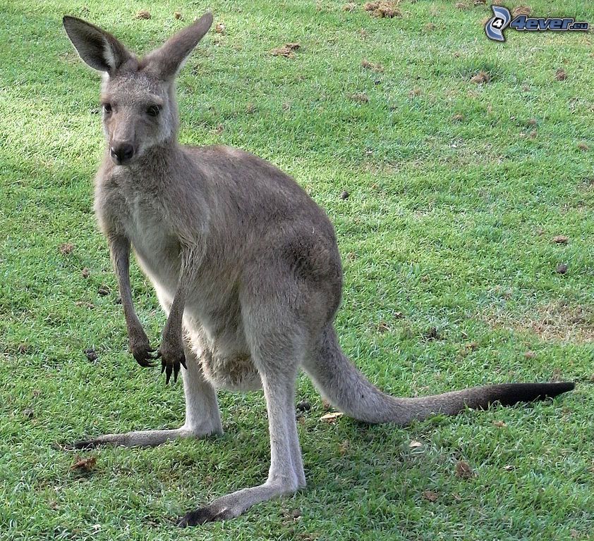 kenguru, fű